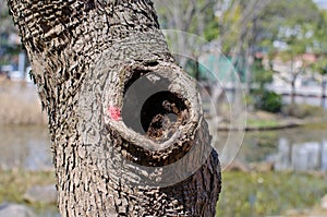 Old trunk with a hole photo