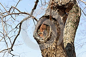 Old trunk with a hole photo