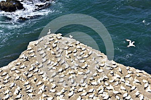 Gannets Island