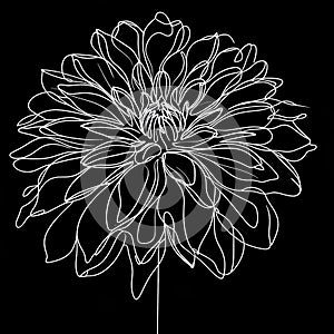 There is a black background on which a big, white flower with numerous petals and a lengthy stem is situated.