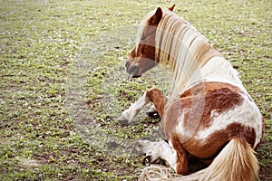 there is a brown horse that is laying down in the field