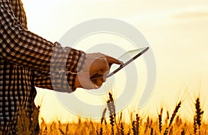 There is a businessman on a field of ripe wheat and is holding a Tablet computer.