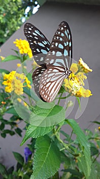 There is a butterfly with flower on the tree