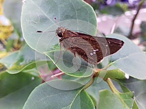 There is a butterfly on a leaf