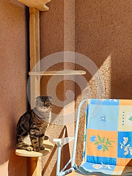 THERE IS A CAT IN THE SHADOWS NEXT TO THE CHAIR