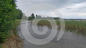 There are clouds over the lake and it is raining. There are alders growing on the shore of the lake, and reeds standing in the wat