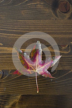 There is a complete and beautiful collection of maple leaf specimens on the table