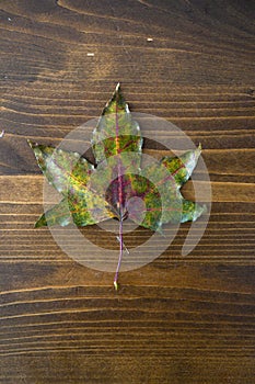 There is a complete and beautiful collection of maple leaf specimens on the table