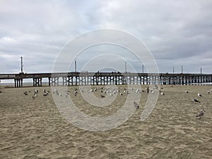 There are countless waterfowl and seagulls on the beach beside the sea