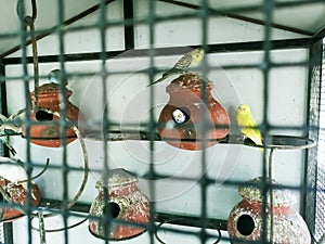 There are couple of lovebirds in its cage