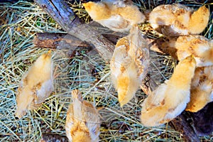 There are cute little furry chickens walking in a sunny summer day