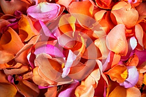 There are different colors orange, pink rose petals on the black background. Happy a Women`s Day.