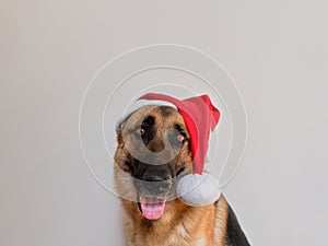 There is empty space for inscription or advertisement. Creative Christmas and New Year banner with German shepherd dog in red