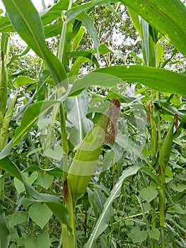 A fairly large corn photo