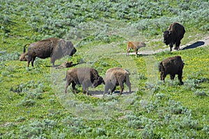 There is a family-social life of a herd.