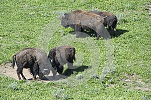 There is a family-social life of a herd.