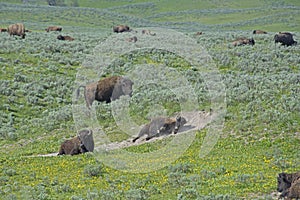 There is a family-social life of a herd.