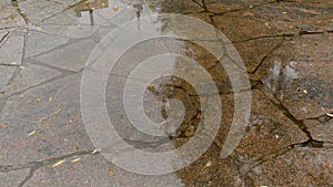 There is fine rain with the park. Drops of rain fall on the decorative tile. Beautiful background for text. Summer day.