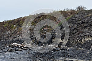 The Carpinteria California Tar Pits, 5. photo