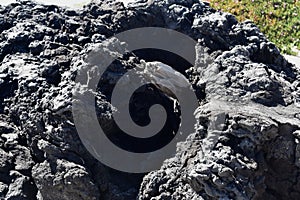 The Carpinteria California Tar Pits, 11. photo