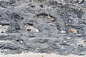 The Carpinteria California Tar Pits, 4. photo