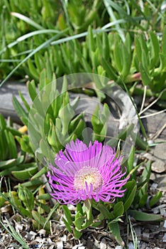 there is a flower growing out of the ground with rocks and stones in the background