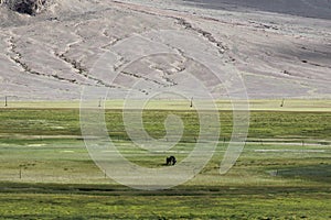 There is a green plateau meadow under the mountain There is a black horse eating grass