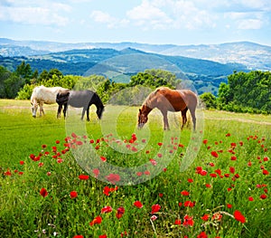 There horses grazing grass