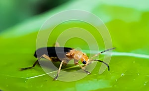 There is an insect standing on the green leaves and green background