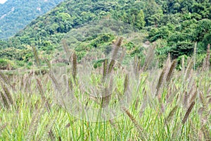 There are large tracts of Dogtail grass in the field