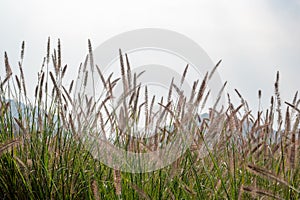 There are large tracts of Dogtail grass in the field