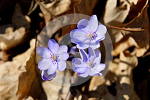 There little blossoms of liverworts in springtime