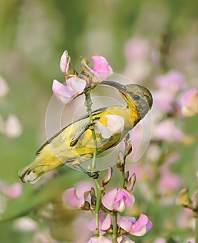 Purple sunbird in a pink flower garden photo