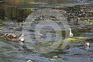 There is a lively and lovely group of ducks in the pond