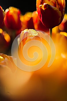 There are a lot of red tulips with yellow edges, on which the suns rays fall beautifully. Tulips close-up from a lower angle