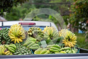 There are lots of bananas in the back of the pickup truck. middlemen to buy bananas from farmers Bananas are yellow-green. Thai