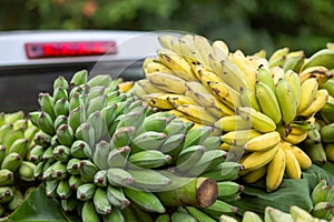 There are lots of bananas in the back of the pickup truck. middlemen to buy bananas from farmers Bananas are yellow-green. Thai