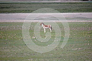 There is a lovely brown Tibetan donkey on the beautiful vast green prairie