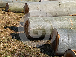 felled logs