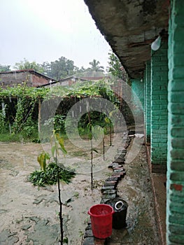 There are many advantages to growing vegetables in pots. In India  and growing