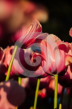 There are many beautiful pink tulips that are already fading. A lovely spring park with lots of flowers at sunset.