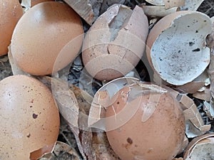 There are many benefits of egg shells, namely as fertilizer