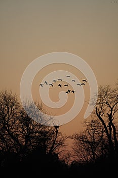 there are many birds flying over trees in the dusk sky