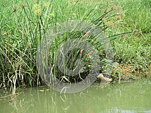 River water on the edge of fish and shrimp farmer settlements