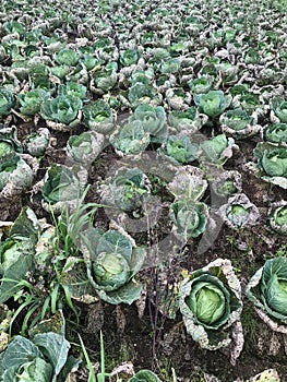 there are many cabbage plants growing in the field together