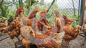 there are many chickens that are all huddled together in a corral