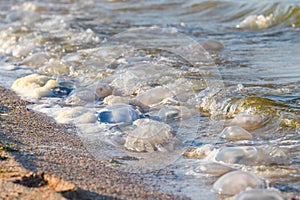 There are many dead jellyfish on the shores of the Sea of â€‹â€‹Azov.