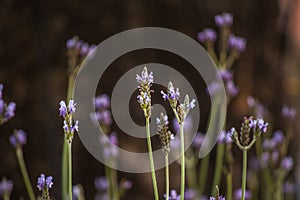 Lavanda flor en jardín 