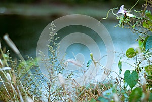 There are many green plants along the quiet river in the morning