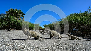 There are many iguanas on road. Tourist place. Wide angle, Copy space